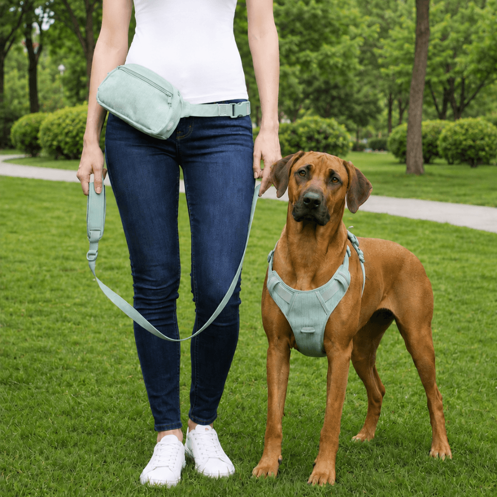 ScritchPets 5 Piece Corduroy Dog Harness and Lead Set