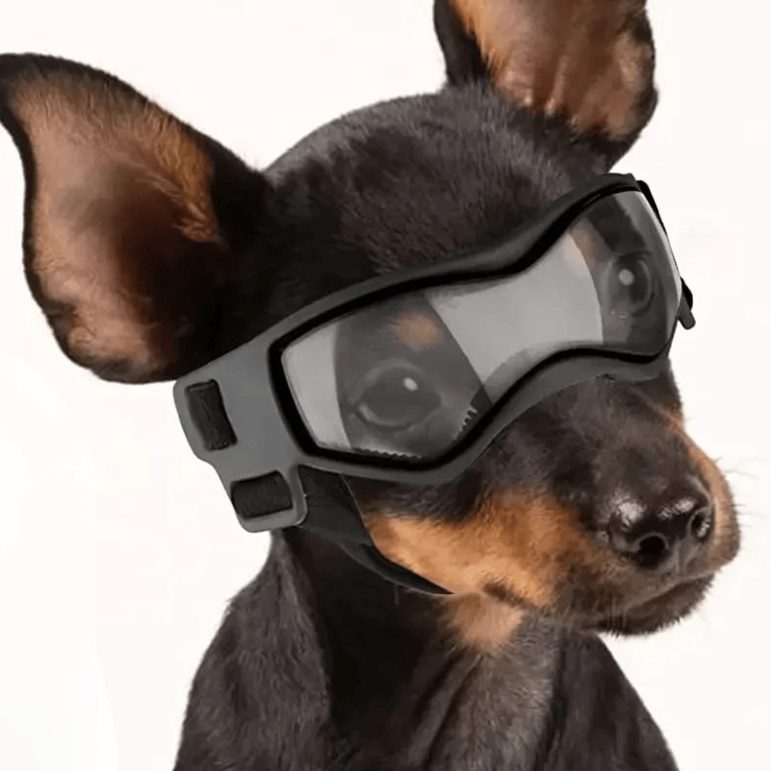 Pet Dog Shades for Small Breeds Protection - LifyPet