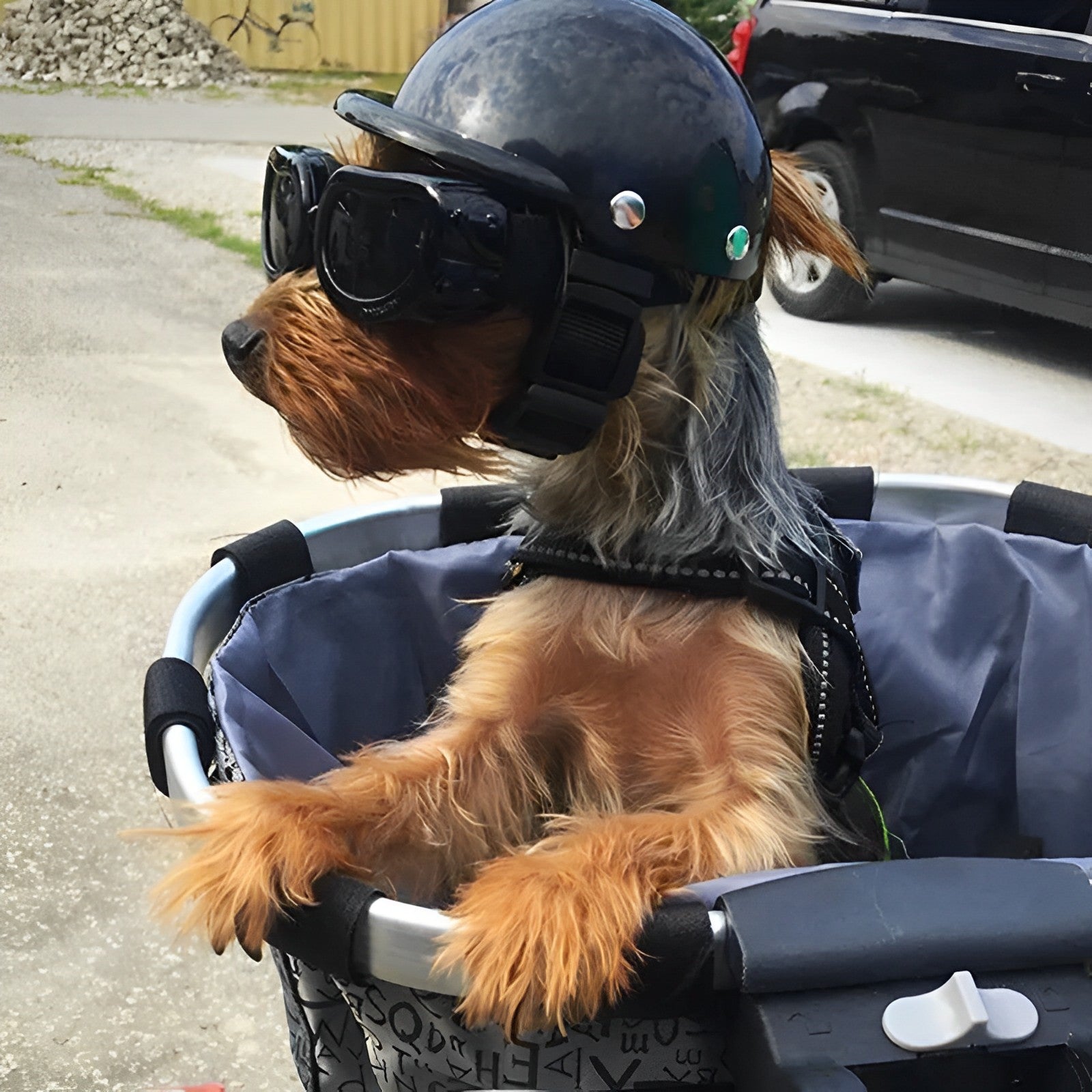ScritchPets Dog Riding Helmet