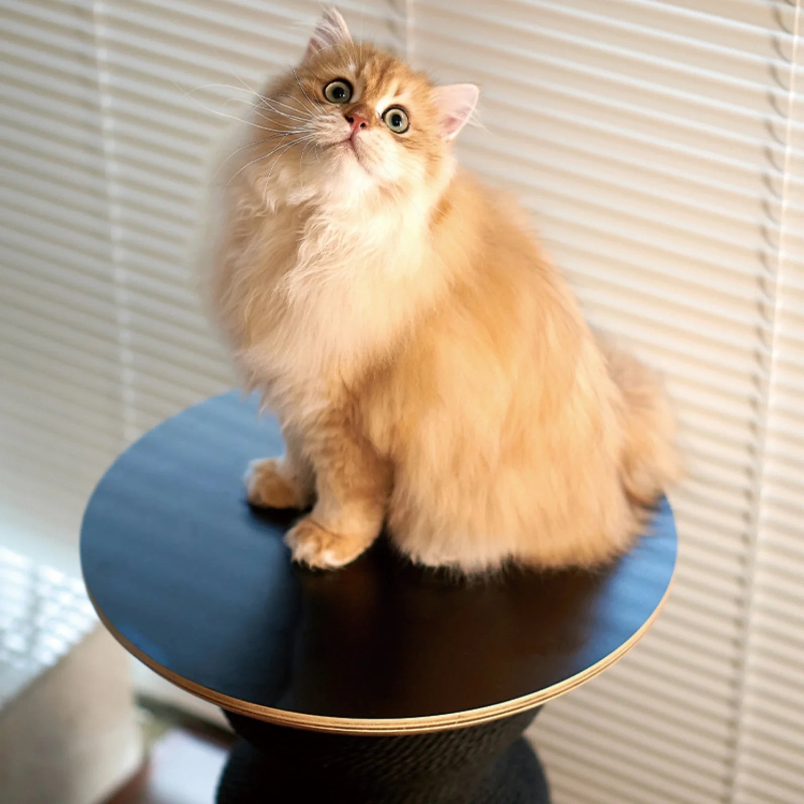 ScritchPets Coral Cat Scratch Table
