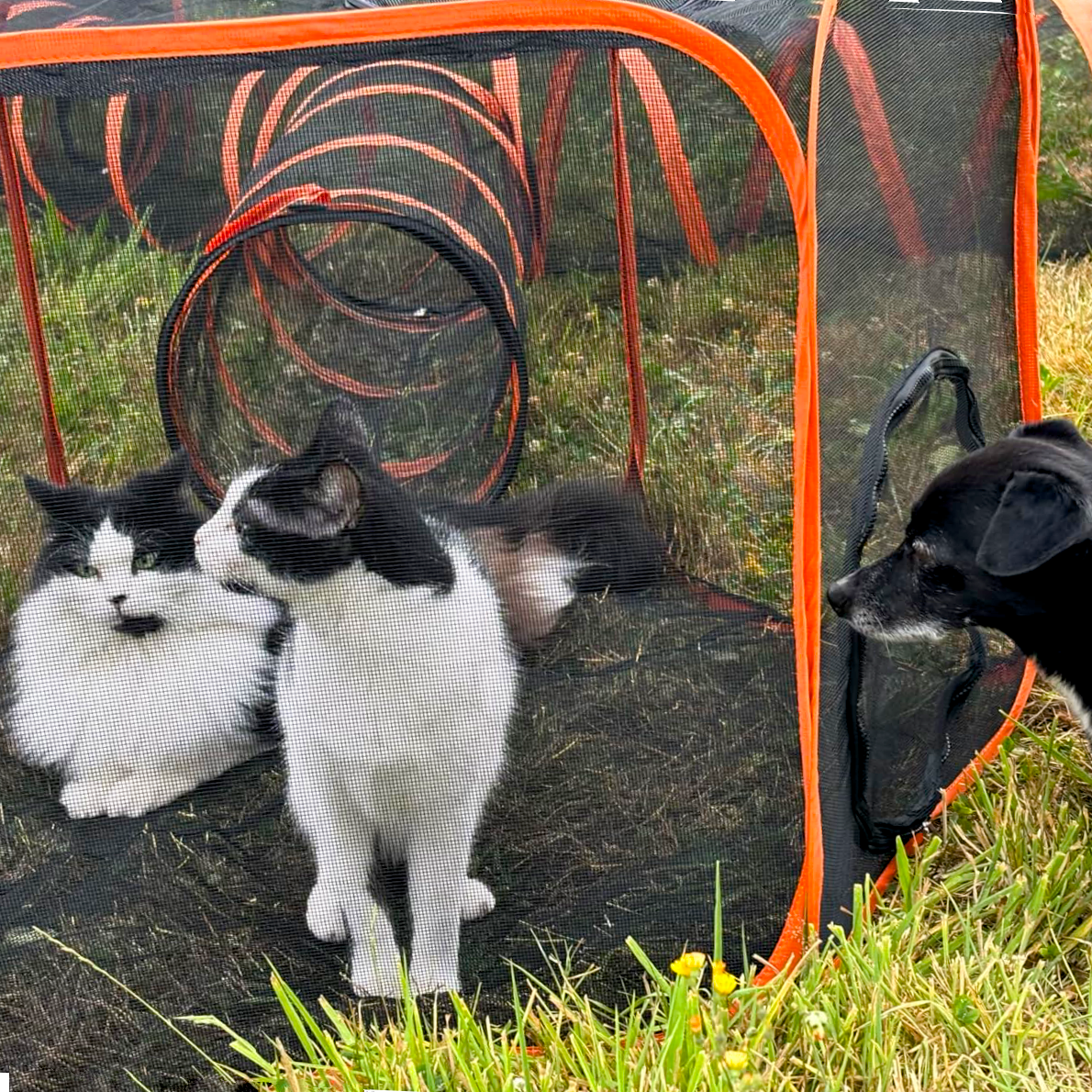ScritchPets Collapsible Modular Pet Playpen