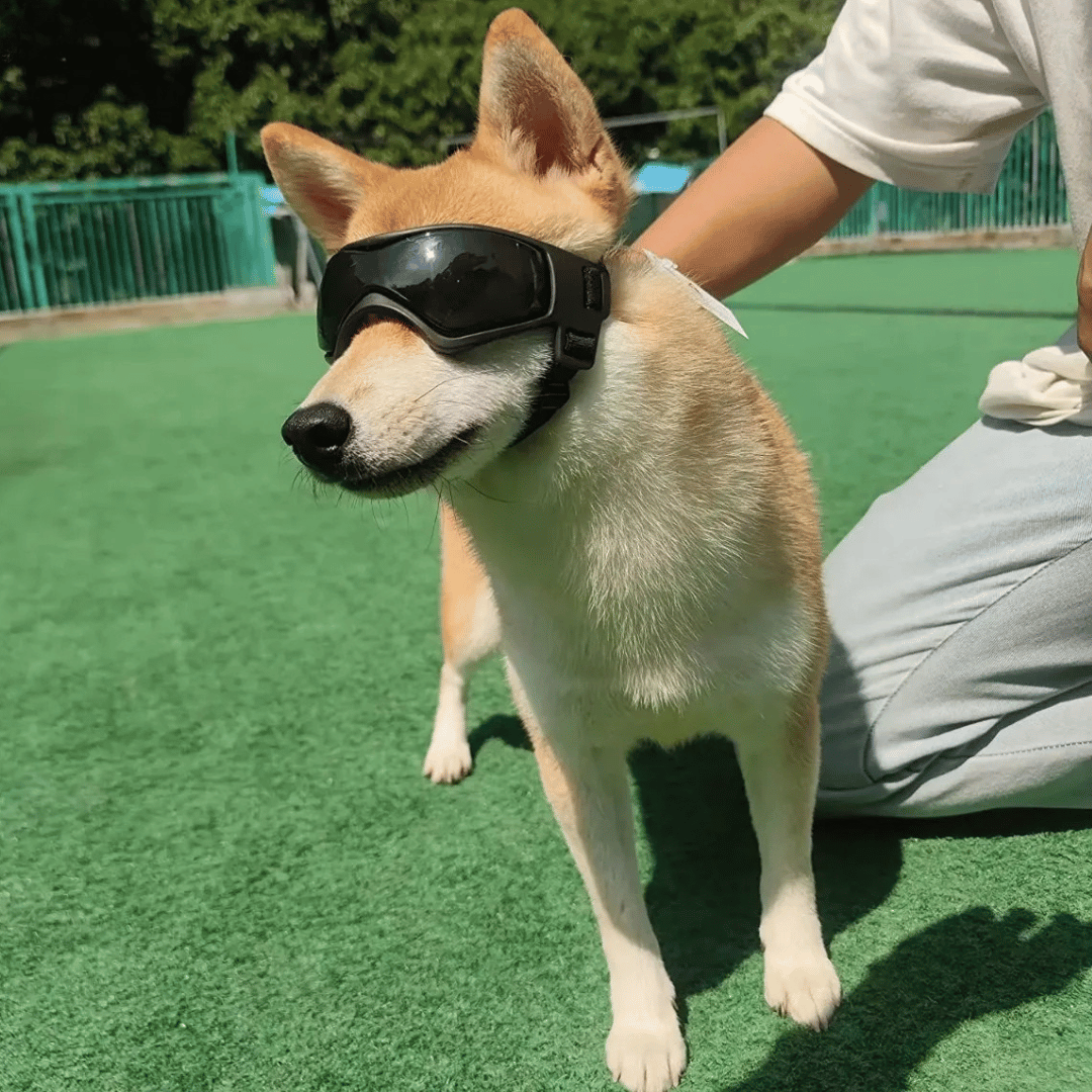 ScritchPets UV Dog Goggles for Small Breeds