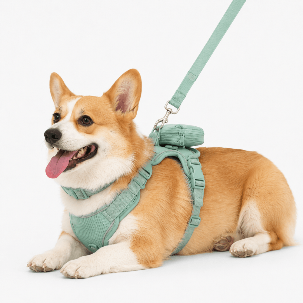 ScritchPets 5 Piece Corduroy Dog Harness and Lead Set