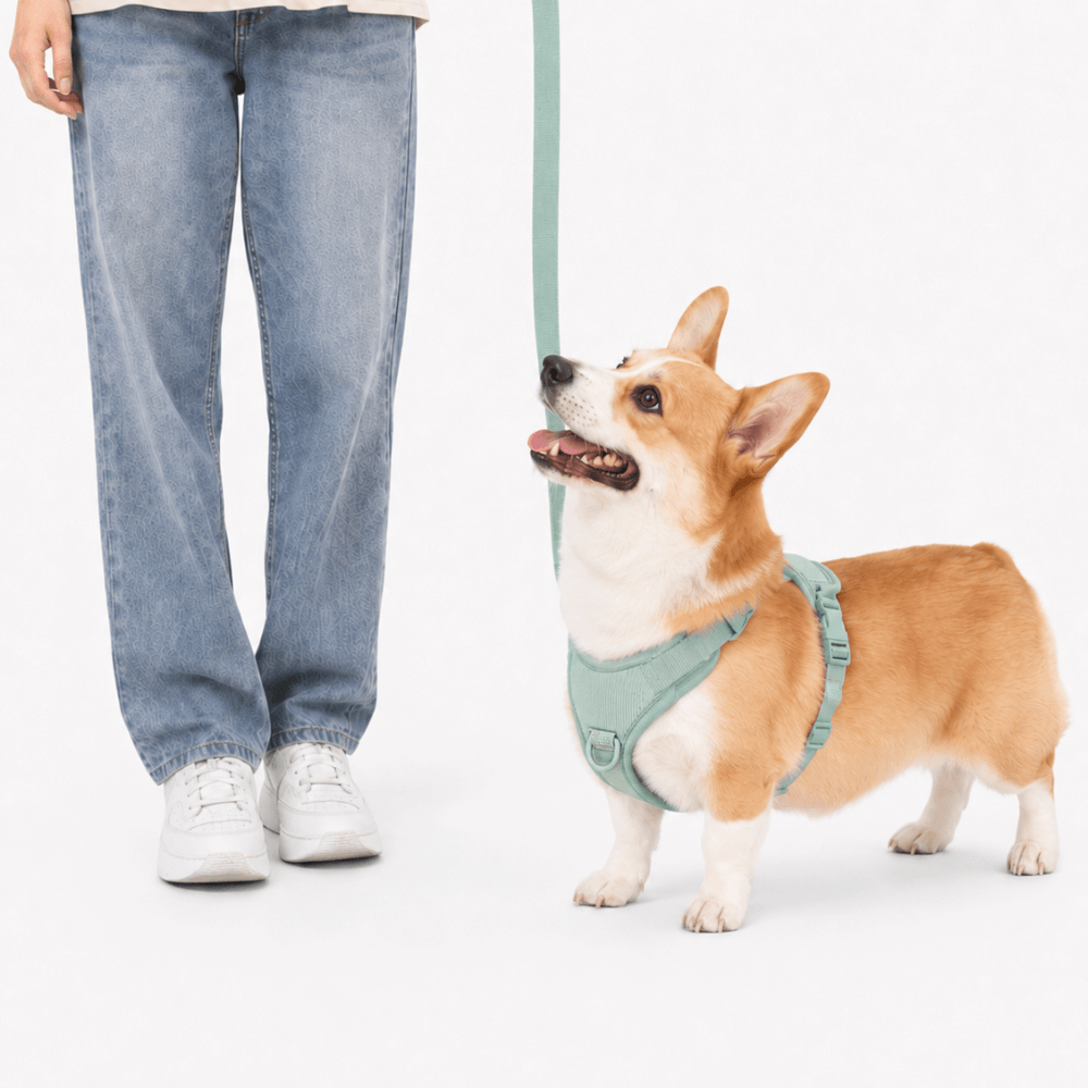 ScritchPets 5 Piece Corduroy Dog Harness and Lead Set