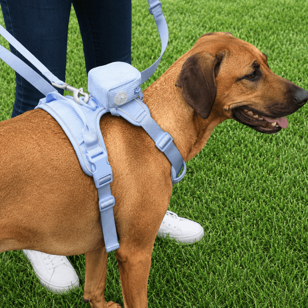 ScritchPets 5 Piece Corduroy Dog Harness and Lead Set