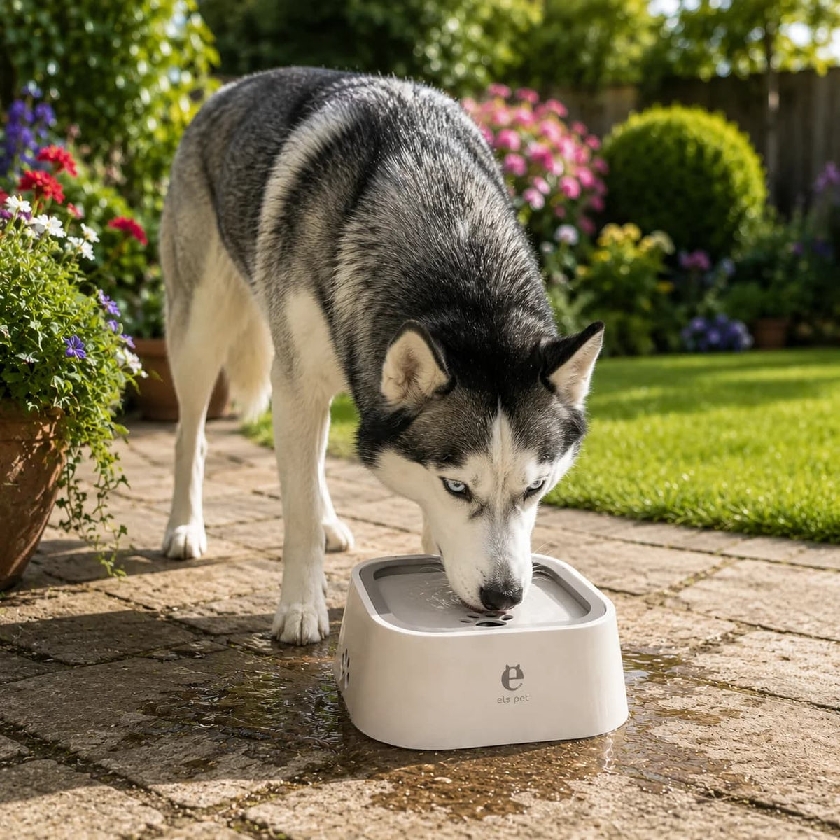 Husky drinking from a white elevated anti splash dog water bowl outdoors in a sunny garden.