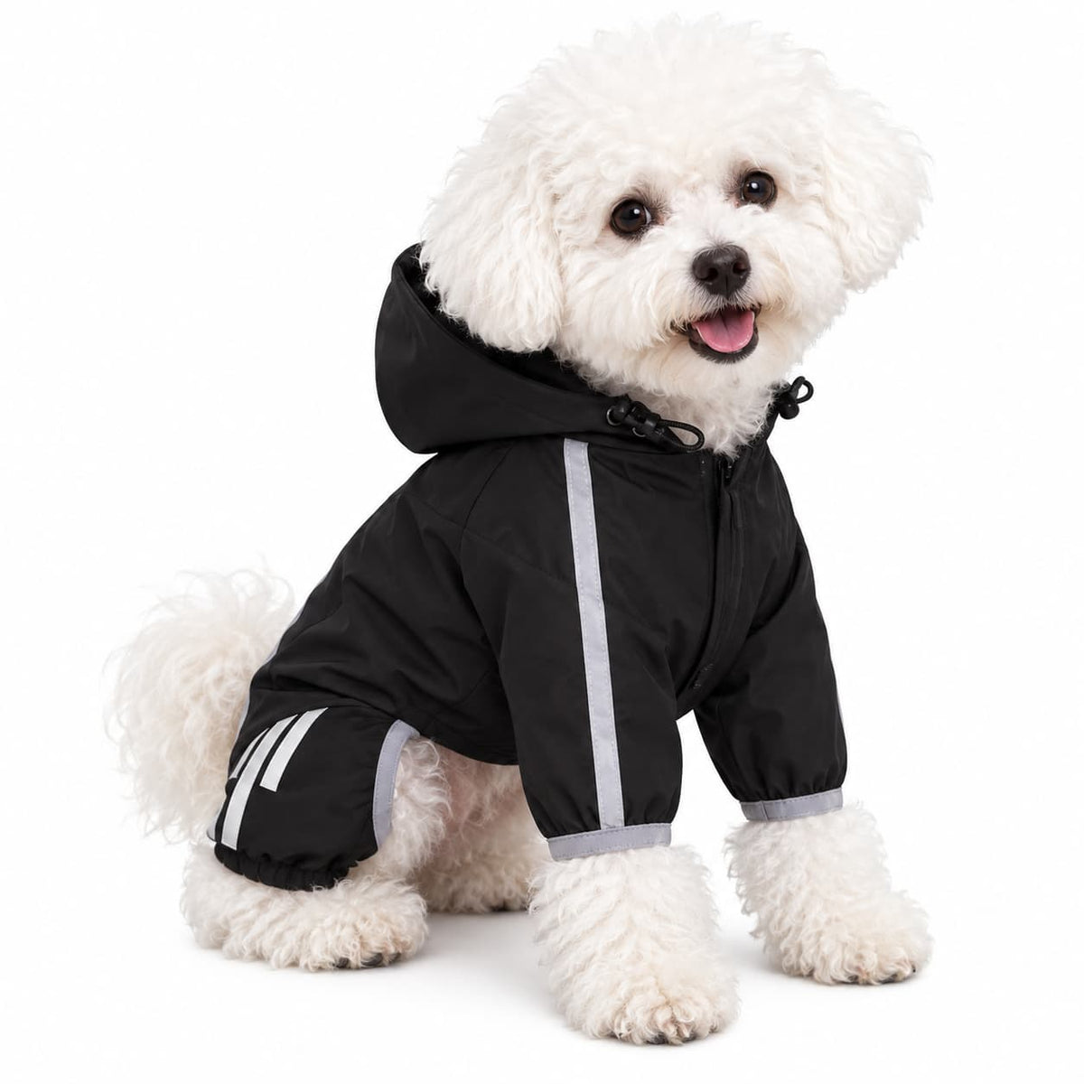 Small white dog wearing a black waterproof full body raincoat