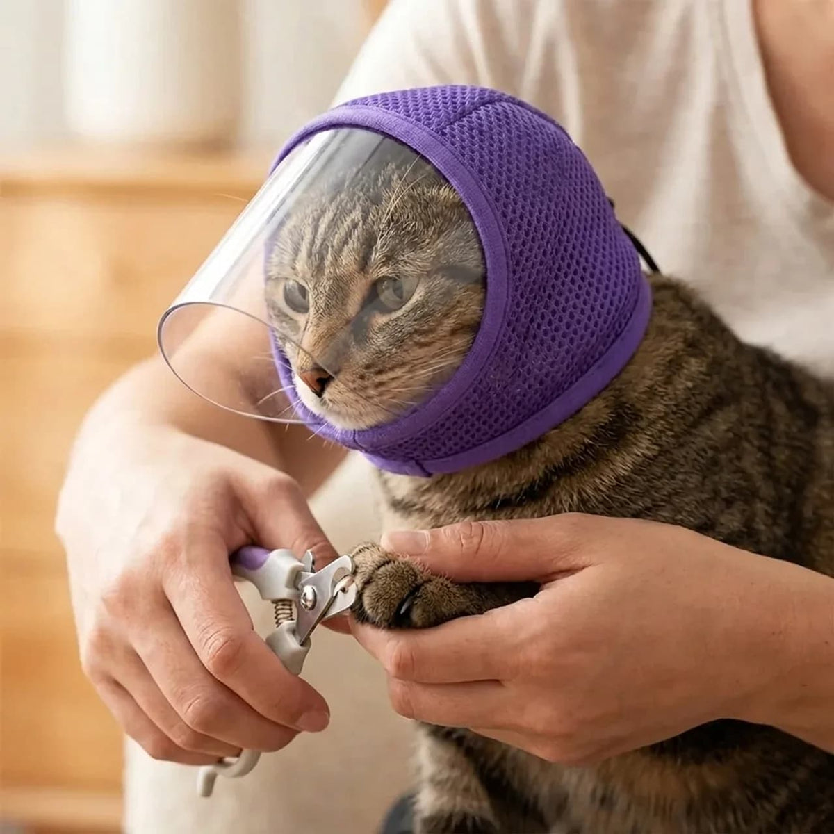 Tabby cat wearing a purple protective grooming cone while having its nails trimmed