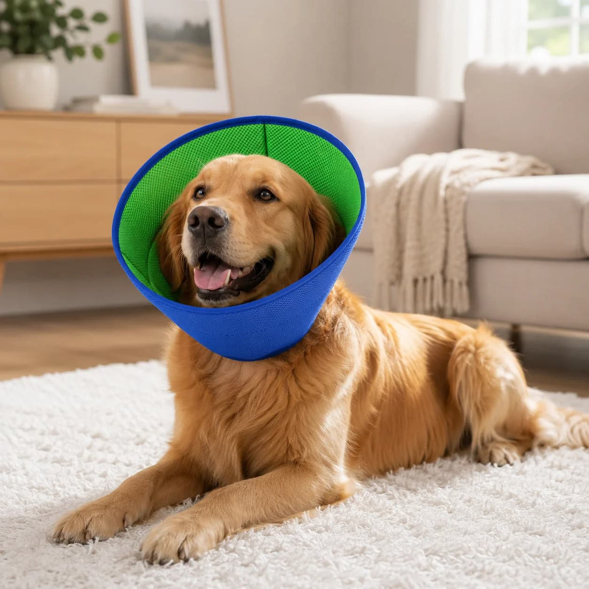 Golden Retriever resting comfortably while wearing a blue soft recovery collar with green lining