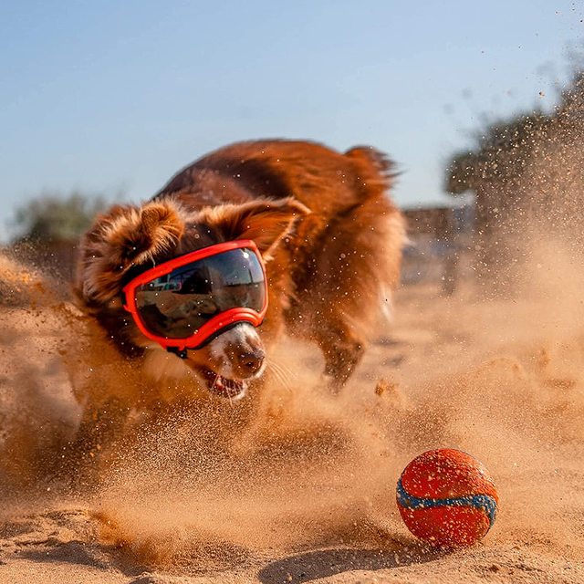ScritchPets Waterproof Dog Sunglasses