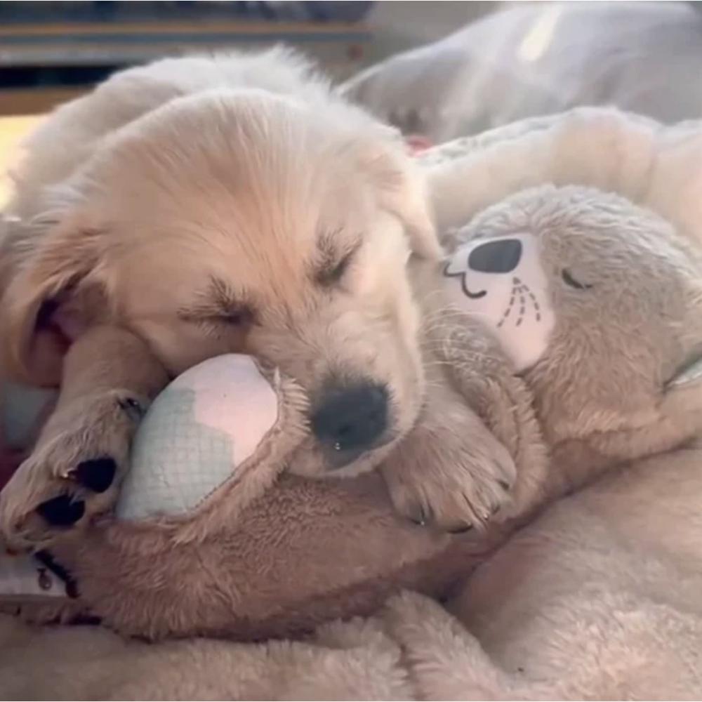 ScritchPets Breathing Otter Plush Companion
