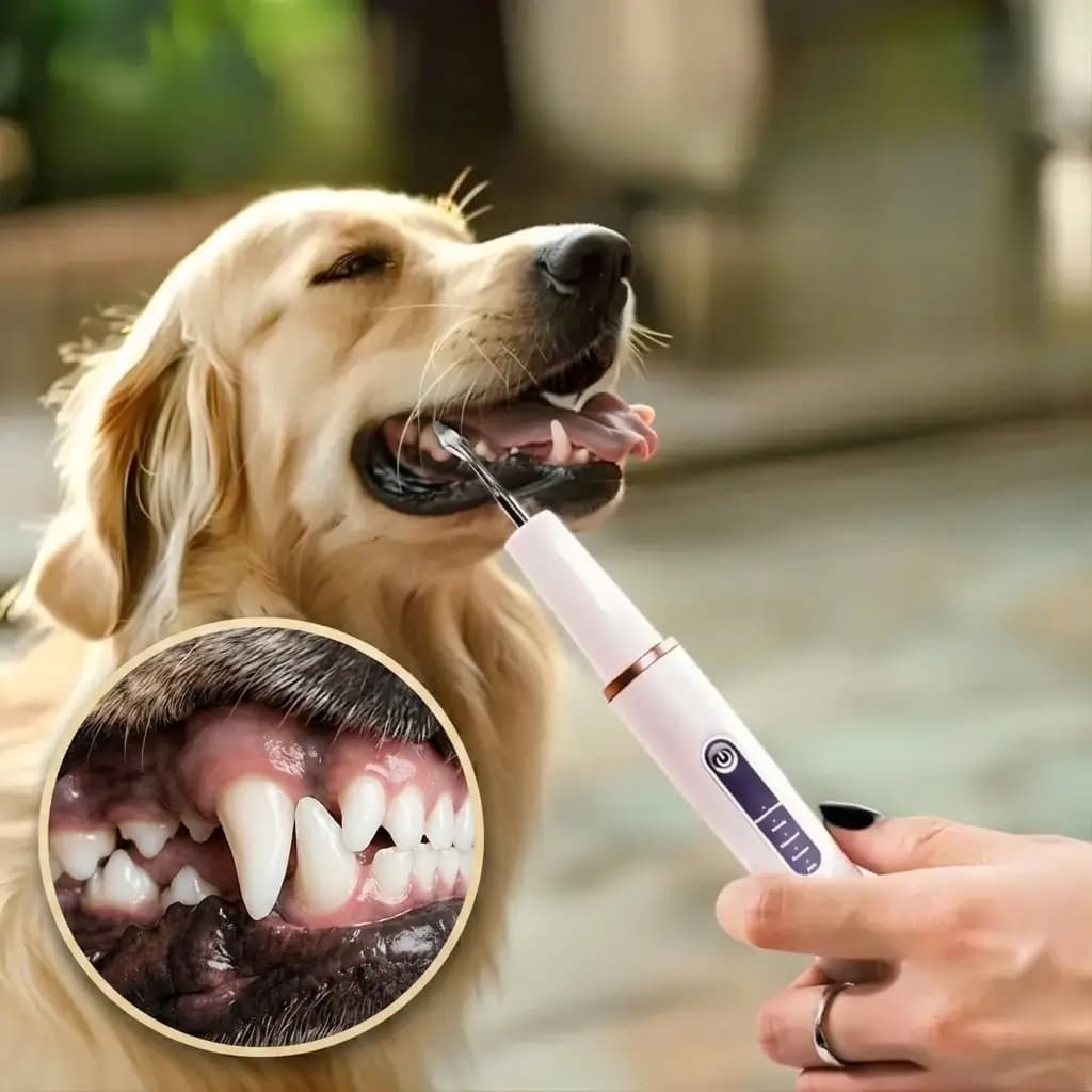 Golden Retriever having its teeth cleaned with an electric dog dental scaler for at-home oral care.
