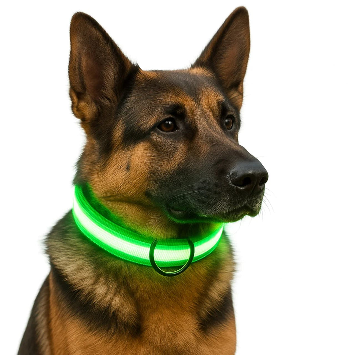 German Shepherd wearing a glowing green LED collar for nighttime visibility