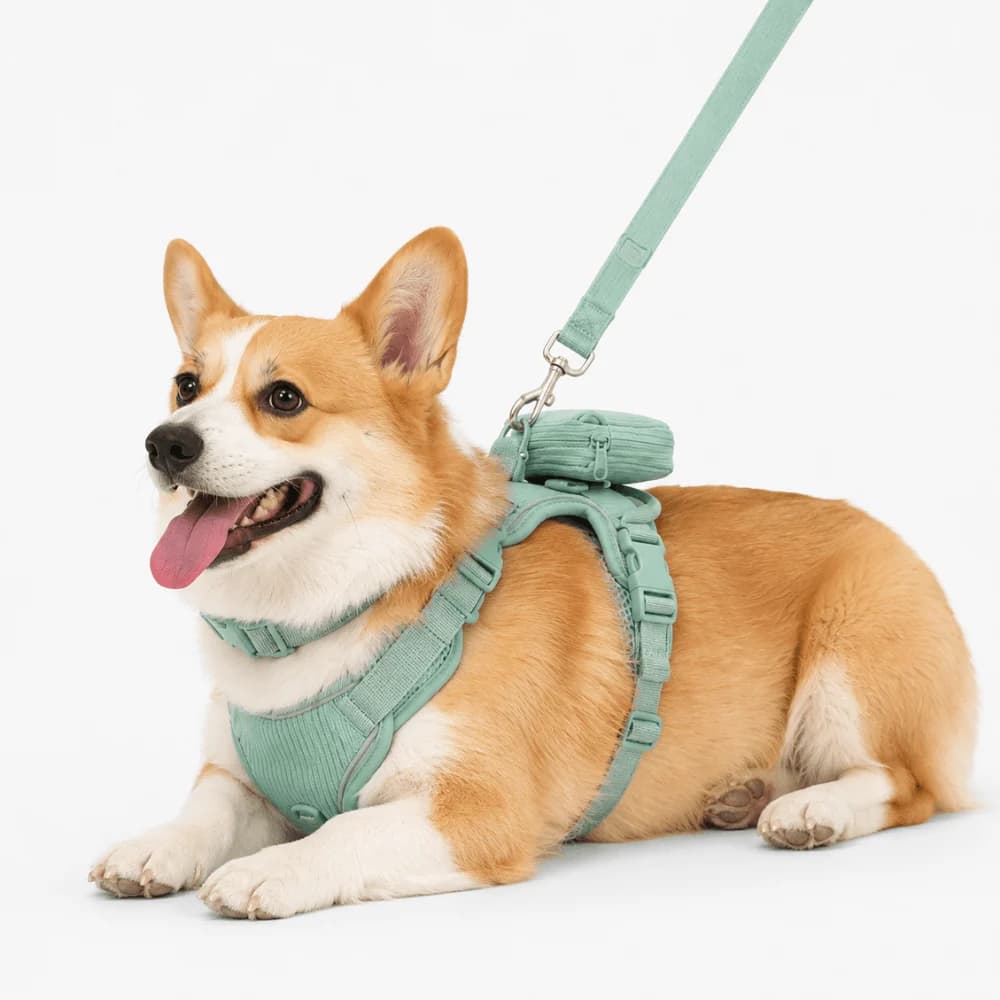 Corgi lying down wearing a mint green dog harness with a matching lead on a white background