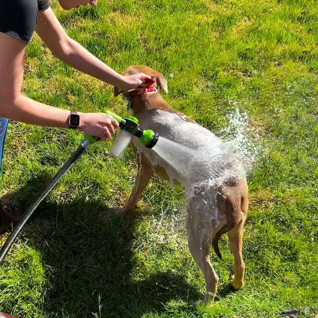 Dog being rinsed outdoors with a handheld hose sprayer during bath time