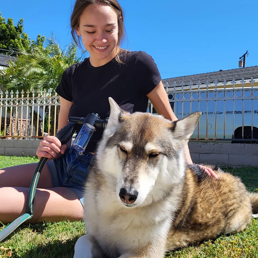 Woman using a portable dog washing sprayer while grooming a large dog outdoors