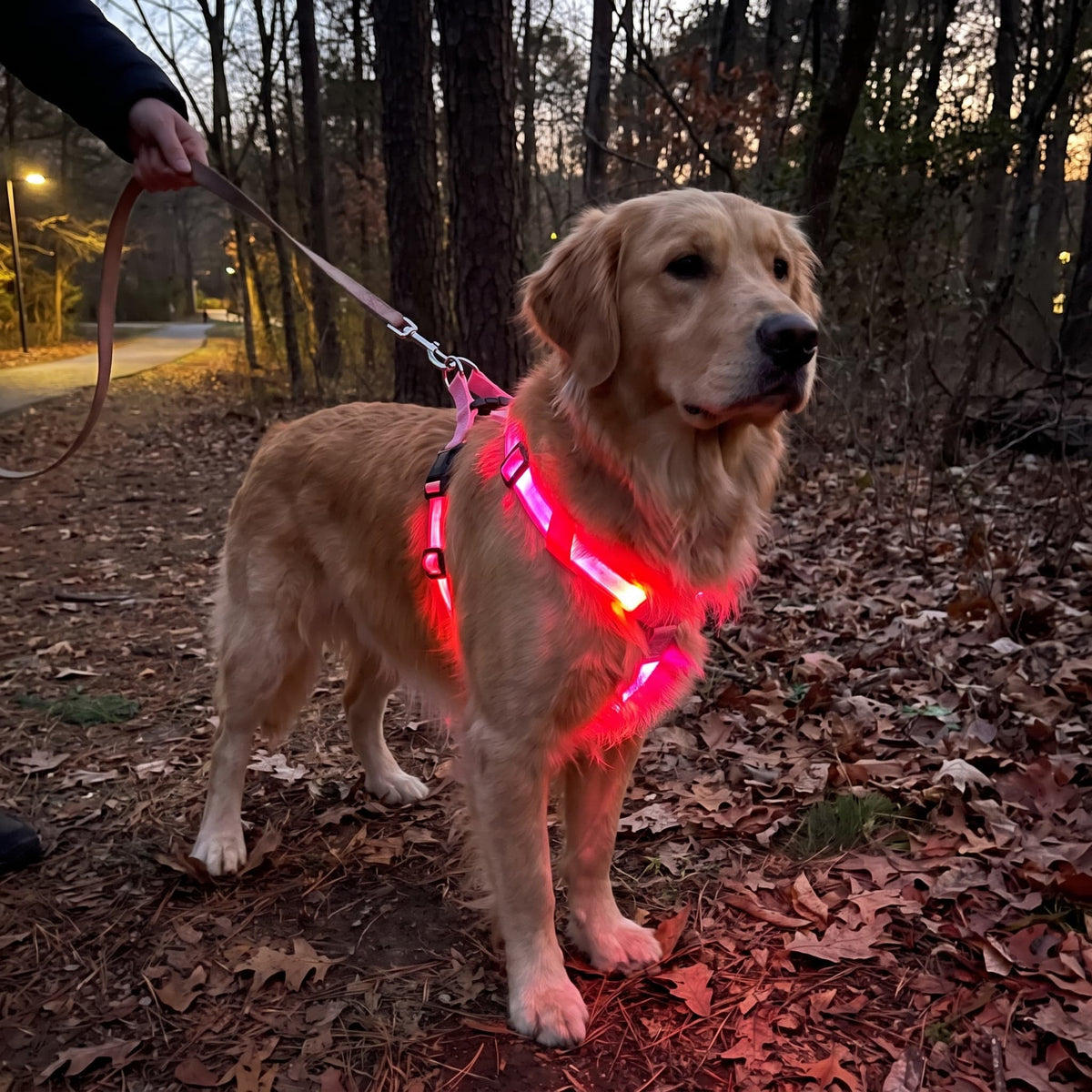 Golden Retriever wearing a bright red LED safety harness while walking on a woodland trail at dusk