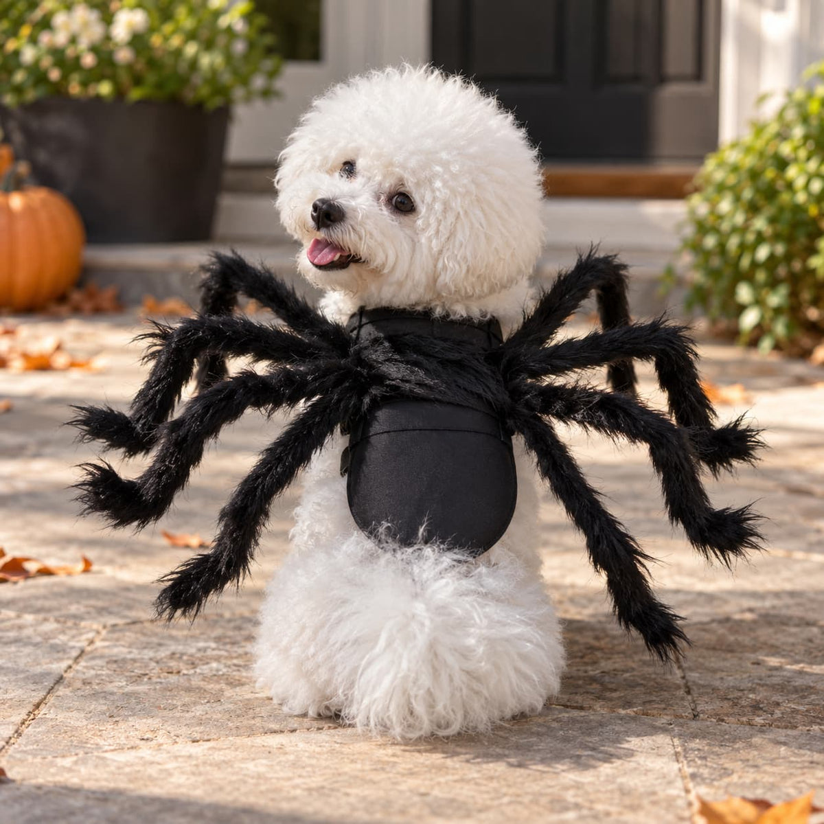 Small white fluffy dog wearing a black furry spider costume outdoors on a sunny autumn patio with pumpkins.