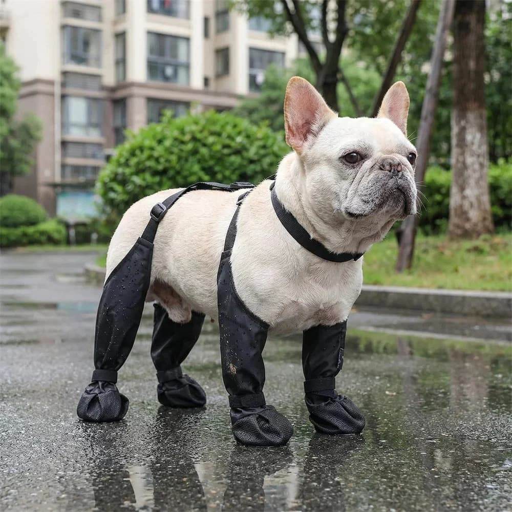 French Bulldog wearing black protective dog boots while standing outdoors on wet pavement after rain.