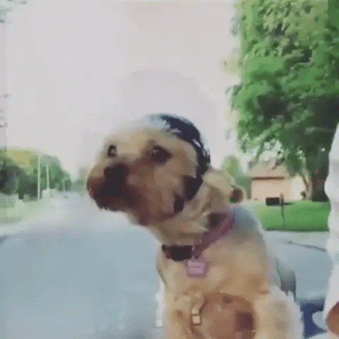 ScritchPets Dog Riding Helmet