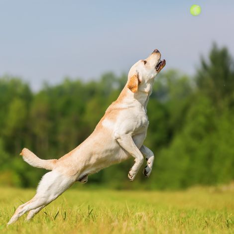 Relaxdays Ball Thrower, for Dogs, Set of 4 Launching Devices, Incl. 10 Balls, Pet Toys for Outdoor & Park, Blue/Green - 5